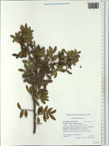 Pistacia lentiscus, Western Europe (EUR) (Greece)