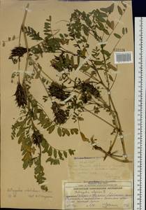 Astragalus schelichowii Turcz., Siberia, Chukotka & Kamchatka (S7) (Russia)