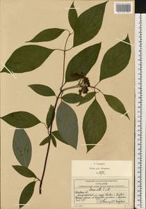 Cornus alba L., Eastern Europe, Moscow region (E4a) (Russia)