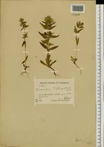 Swertia tetrapetala subsp. tetrapetala, Siberia, Chukotka & Kamchatka (S7) (Russia)
