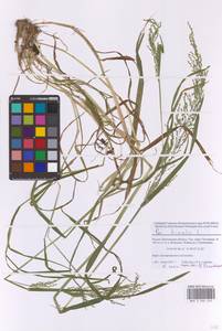 Poa trivialis L., Eastern Europe, Moscow region (E4a) (Russia)