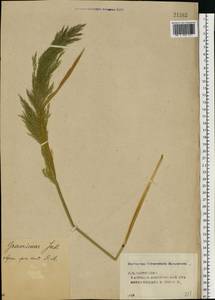 Apera spica-venti (L.) P.Beauv., Eastern Europe, Volga-Kama region (E7) (Russia)