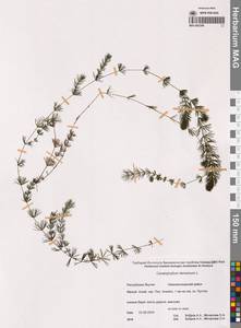 Ceratophyllum demersum L., Siberia, Yakutia (S5) (Russia)