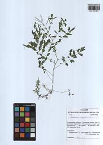 Cardamine impatiens L., Siberia, Altai & Sayany Mountains (S2) (Russia)