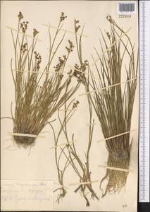 Juncus articulatus L., Middle Asia, Kopet Dag, Badkhyz, Small & Great Balkhan (M1) (Turkmenistan)