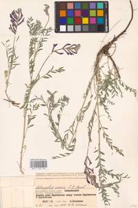 Astragalus varius S.G.Gmel., Eastern Europe, Lower Volga region (E9) (Russia)