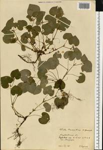 Viola tanaitica Grosset, Eastern Europe, North Ukrainian region (E11) (Ukraine)