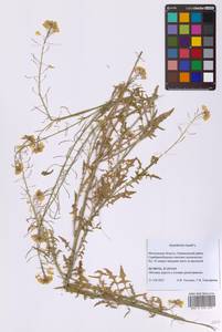 Sisymbrium loeselii L., Eastern Europe, Moscow region (E4a) (Russia)