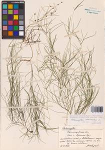 Stuckenia pectinata (L.) Börner, Eastern Europe (no precise locality) (E0)