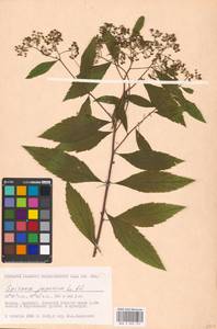 Spiraea japonica L. fil., Eastern Europe, Moscow region (E4a) (Russia)