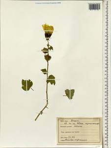 Althaea, South Asia, South Asia (Asia outside ex-Soviet states and Mongolia) (ASIA) (India)