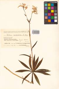 Lilium distichum Nakai ex Kamib., Siberia, Chukotka & Kamchatka (S7) (Russia)