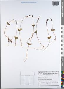 Neottia cordata (L.) Rich., Siberia, Central Siberia (S3) (Russia)