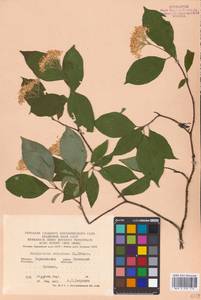 Cornus sanguinea L., Eastern Europe, North Ukrainian region (E11) (Ukraine)