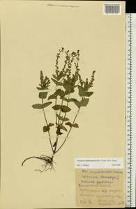 Veronica vindobonensis (M. Fisch.) M. Fisch., Eastern Europe, Central region (E4) (Russia)