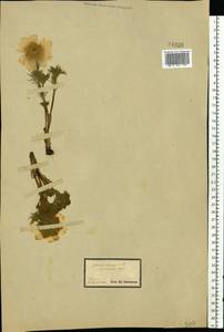 Adonis vernalis L., Eastern Europe, South Ukrainian region (E12) (Ukraine)