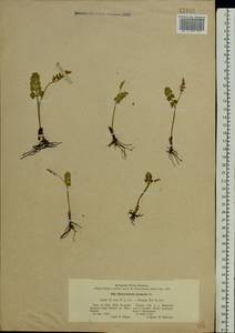 Botrychium lunaria (L.) Sw., Eastern Europe, Central region (E4) (Russia)