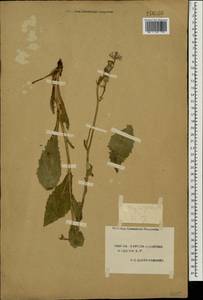 Crepis pannonica (Jacq.) K. Koch, Eastern Europe, South Ukrainian region (E12) (Ukraine)