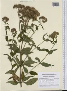 Eupatorium cannabinum L., Western Europe (EUR) (Bulgaria)