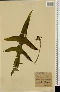 Sonchus palustris L., Caucasus, Stavropol Krai, Karachay-Cherkessia & Kabardino-Balkaria (K1b) (Russia)