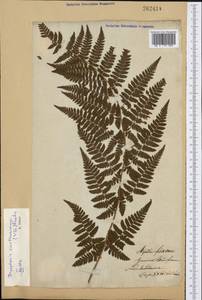 Dryopteris carthusiana (Vill.) H. P. Fuchs, Eastern Europe, Lithuania (E2a) (Lithuania)