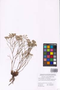 Limonium caspium (Willd.) Gams, Eastern Europe, Lower Volga region (E9) (Russia)