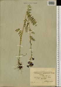 Polemonium villosum Rudolph ex Georgi, Siberia, Yakutia (S5) (Russia)