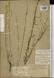 Erysimum quadrangulum Desf., Eastern Europe, Lower Volga region (E9) (Russia)
