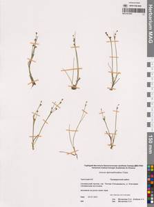 Juncus alpinoarticulatus Chaix, Siberia, Chukotka & Kamchatka (S7) (Russia)