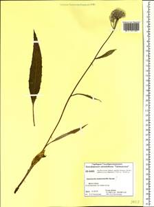 Saussurea stubendorffii Herder, Siberia, Central Siberia (S3) (Russia)