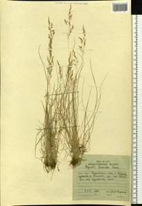 Agrostis flaccida Hack., Siberia, Russian Far East (S6) (Russia)