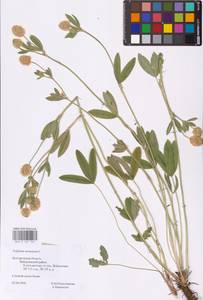 Trifolium montanum L., Eastern Europe, Central forest-and-steppe region (E6) (Russia)