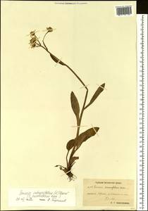 Tephroseris integrifolia subsp. integrifolia, Siberia, Chukotka & Kamchatka (S7) (Russia)