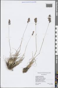 Poa bulbosa L., South Asia, South Asia (Asia outside ex-Soviet states and Mongolia) (ASIA) (Turkey)