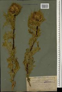 Cirsium obvallatum (M. Bieb.) M. Bieb., Caucasus, Armenia (K5) (Armenia)
