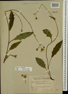 Hieracium lachenalii subsp. deductum (Sudre) Greuter, Eastern Europe, Moscow region (E4a) (Russia)