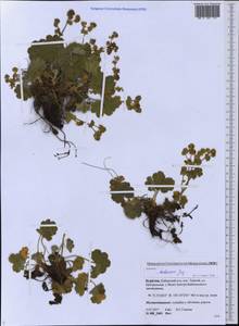 Alchemilla hebescens Juz., Siberia, Baikal & Transbaikal region (S4) (Russia)