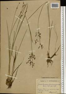 Juncus articulatus L., Eastern Europe, Moscow region (E4a) (Russia)