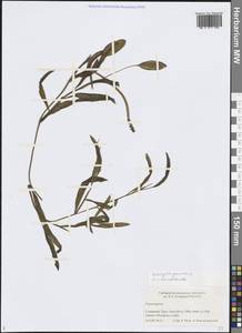 Potamogeton gramineus L., Siberia, Western Siberia (S1) (Russia)