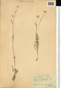 Hippomarathrum ledebourii (G. Don), Siberia, Western (Kazakhstan) Altai Mountains (S2a) (Kazakhstan)