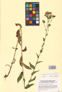 Hieracium reticulatum (Lindeb.) Lindeb., Eastern Europe, North-Western region (E2) (Russia)
