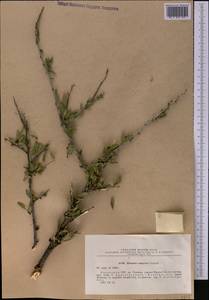 Rhamnus songorica Gontsch., Middle Asia, Northern & Central Tian Shan (M4) (Kazakhstan)