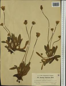 Pilosella peleteriana (Mérat) F. W. Schultz & Sch. Bip., Western Europe (EUR) (Germany)