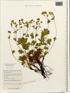 Potentilla sphenophylla Th. Wolf, Caucasus, Black Sea Shore (from Novorossiysk to Adler) (K3) (Russia)