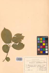 Euonymus hamiltonianus Wall., Siberia, Russian Far East (S6) (Russia)