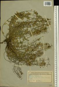Alyssum gmelinii Jord. & Fourr., Eastern Europe, Moscow region (E4a) (Russia)