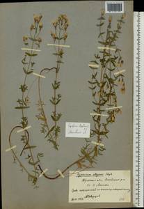 Hypericum elegans Steph. ex Willd., Eastern Europe, Moscow region (E4a) (Russia)