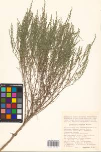 Artemisia taurica Willd., Eastern Europe, Lower Volga region (E9) (Russia)