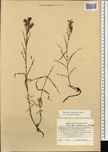 Dianthus caucaseus Sims, Caucasus, Stavropol Krai, Karachay-Cherkessia & Kabardino-Balkaria (K1b) (Russia)