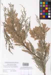 Tamarix hohenackeri Bunge, Eastern Europe, Lower Volga region (E9) (Russia)